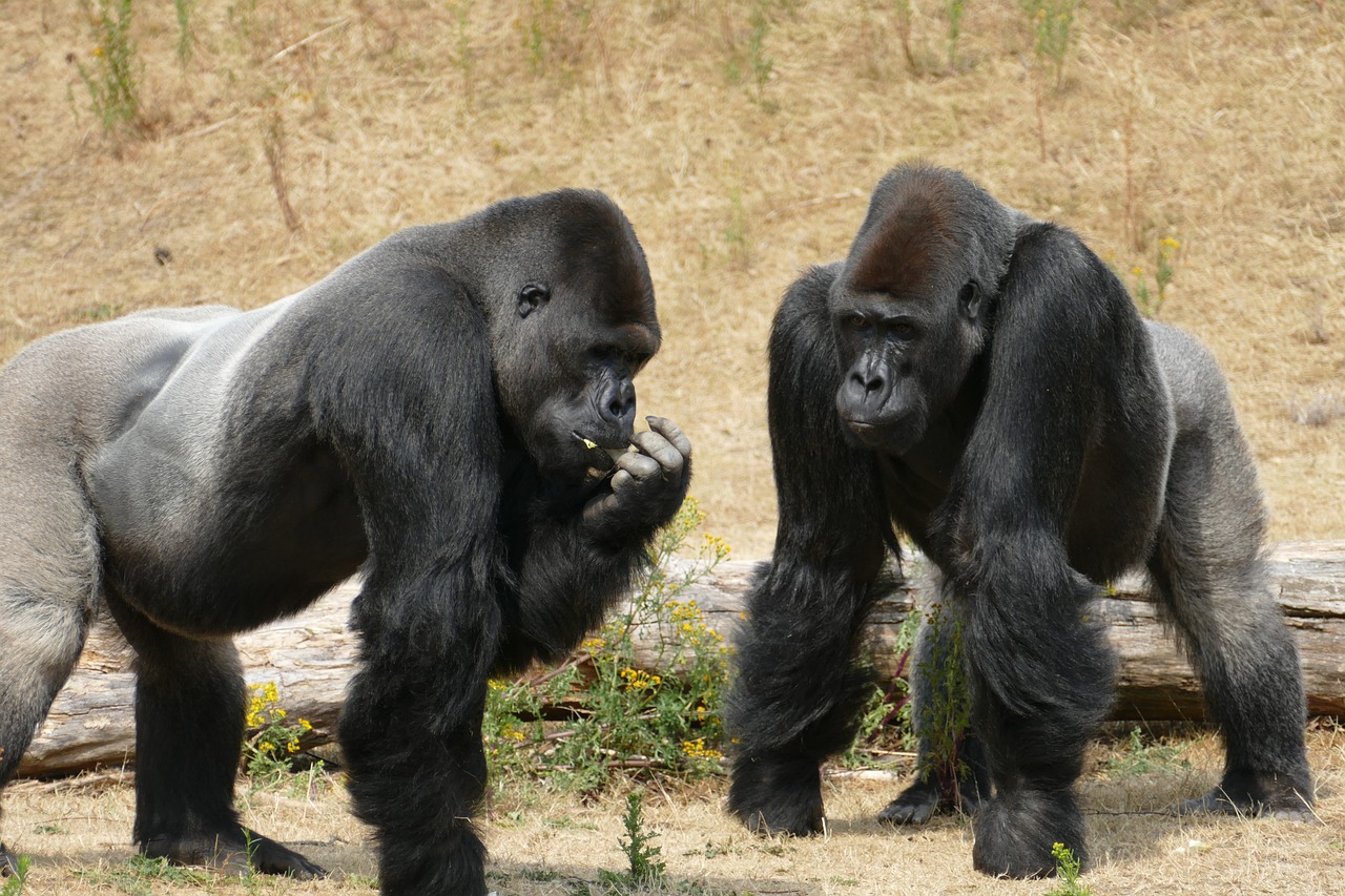 Nneka and Ngozi: Canadian gorillas